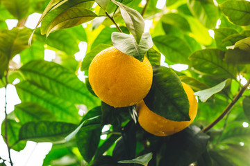 lemons on tree in garden