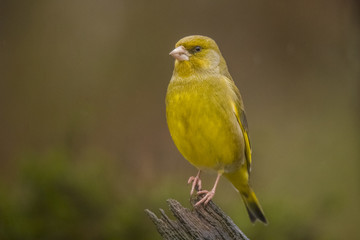 Greenfinch, Chloris chloris