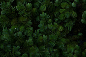 Naklejka na ściany i meble Close up of Water lettuec.
