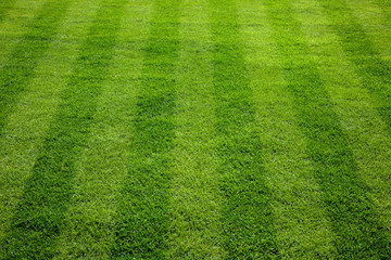 Fototapeta premium Green grass cuttings on the football field.
