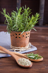 Fresh and dry rosemary on a wooden background