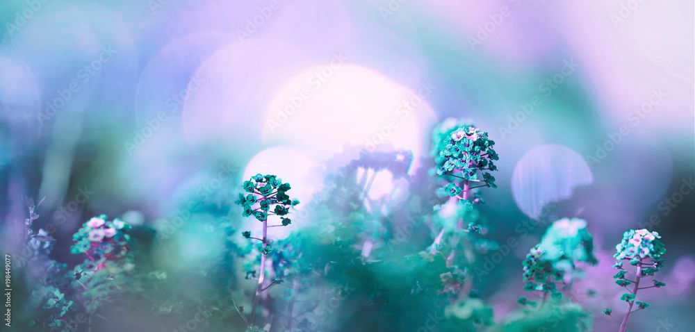 Poster wild flowers in a field in nature in summer spring in sunlight with a beautiful round bokeh with a s