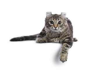 Fototapeta premium Black tortie tabby American Curl cat / kitten laying down with paw over edge looking side ways isolated on white background