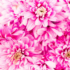 Flowers composition. Pink chrysanthemum  close up. Flat lay, top view.