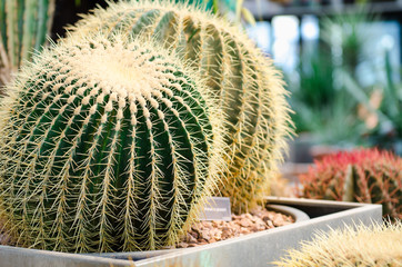 Cacti. Green cacti in rocky soil in large collection