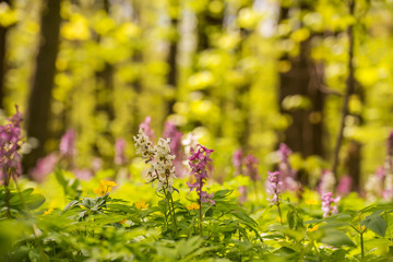 a glade  of tender different colors in the spring forest. Juicy fresh first grass and leaves of trees. The awakening of nature.
