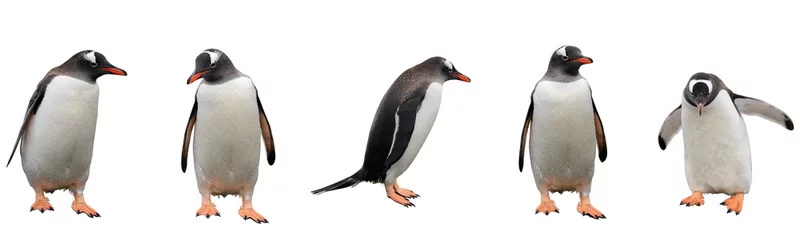 Foto op Plexiglas Pinguïn Ezelspinguïns geïsoleerd op witte achtergrond