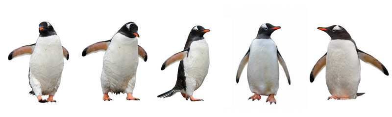 Obraz premium Gentoo pingwiny odizolowywający na białym tle