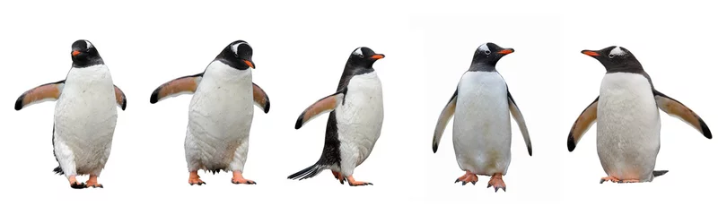 Fotobehang Pinguïn Ezelspinguïns geïsoleerd op witte achtergrond