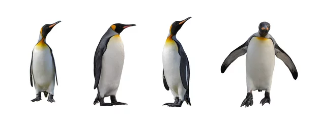 Papier Peint photo Pingouin Manchots royaux isolés sur fond blanc