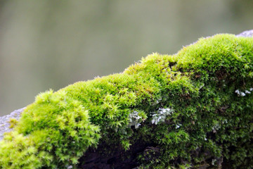 wunderschönes grünes Moos das an einem Stück Holz wächst