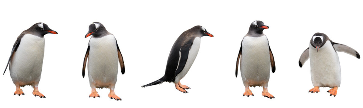 Gentoo penguins isolated on white background