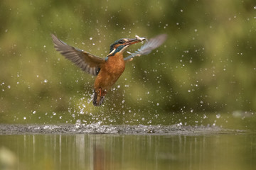 Kingfisher, Alcedo atthis
