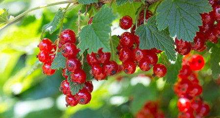 Ripe red currants close-up as background.