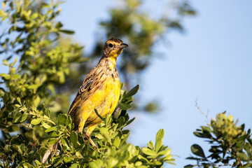 Yellow Throated Longclaw Bird Perched on Treetop