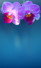 Pink orchid with water drops isolated.