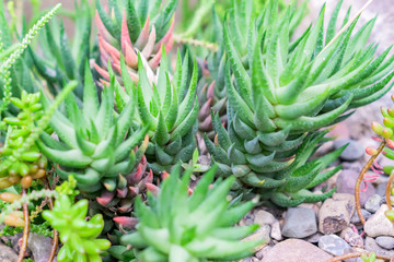 Obraz premium close up of succulent plants botnical garden