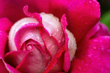 Pink rose closeup with water drops.