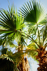 Palm trees against blue sky with sun lights. Tropical background with copysapce. Summer, holiday and travel concept with copy space.