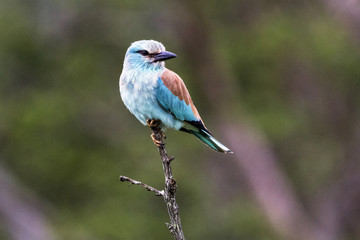 Isolated Blue Colorful European Roller Bird Perched on Branch