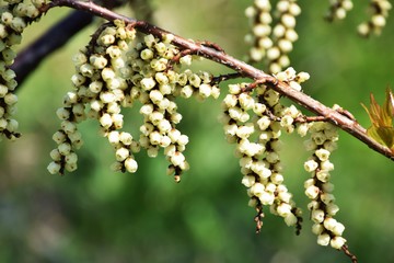 Flowers of Stachyurus praecox