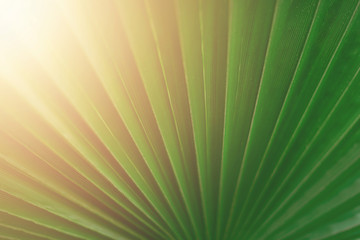 Obraz premium Macro of green palm leaf with copy space. Sun light effect and sunny bokeh. Summer, holiday and travel concept