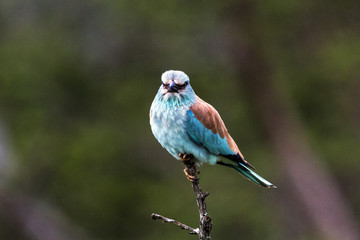 Isolated Blue Colorful European Roller Bird Perched on Branch