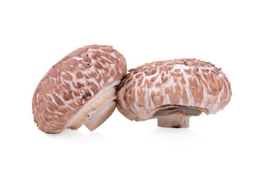 Portobello mushroom isolated on the white background.