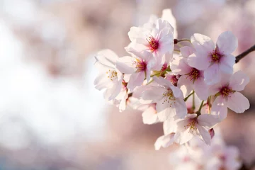 Foto op Plexiglas Kersenbloesem Sakura bloemen badend in de ochtendzon