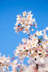 青空背景に咲く桜