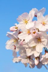 青空背景に咲く桜