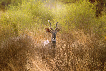 Male impala standing in savanne of Kenya