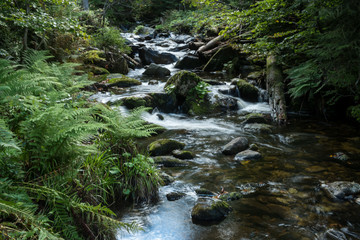 Obraz premium Wildbach Kleine Ohe im Bayerischen Wald