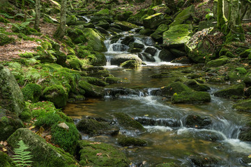 Wildbach Kleine Ohe im Bayerischen Wald