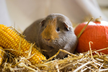 Meerschweinchen Herbstfoto