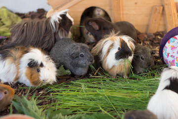 Meerschweinchen Gruppe beim Fressen