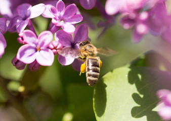 The bee flies on the flowers of the lilac