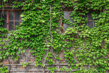 Closeup of brick wall with green ivy. Outdoor on the summer patio. Small townhouse perennial summer garden. Vienna, Austria.