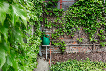 Closeup of brick wall with green ivy. Outdoor on the summer patio. Small townhouse perennial summer garden. Vienna, Austria.