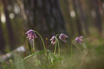 Delicate spring Flowers of dream-grass in the spring forest. Selective gentle focus.
