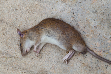 Dead brown rat on cement floor