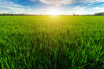 Obraz premium Cornfield and Rice Golden yellow sunset background in Thailand.