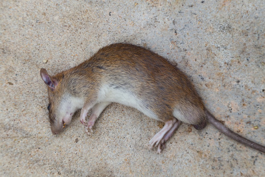 Dead brown rat on cement floor