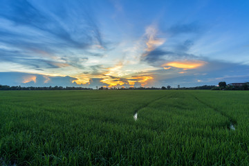 Cornfield and Rice Golden yellow sunset background in Thailand.