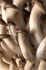 Oyster mushrooms as a background