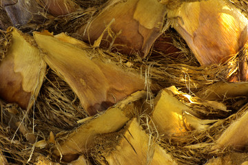 Background of the bark of a palm tree. Close-up of fragments of the bark of a tree in chaotic abstract design. In category of creative background of exotic summer relaxation, screen saver, wallpaper.