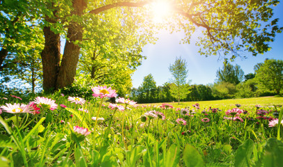 Fototapeta Krajobraz z kwiatami w słoneczny dzień obraz
