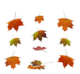 Colorful maple leaves isolated on white background