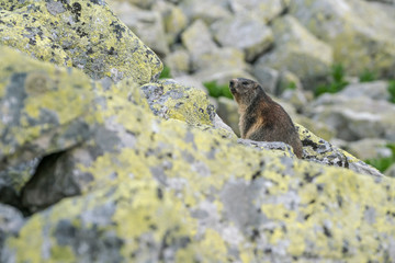 European marmot in Retezat mountains very close to a lake