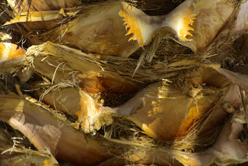 Background of the bark of a palm tree. Close-up of fragments of the bark of a tree in chaotic abstract design. In category of creative background of exotic summer relaxation, screen saver, wallpaper.